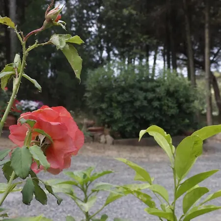 Piccolo Immerso Nella Campagna * Rosignano Marittimo